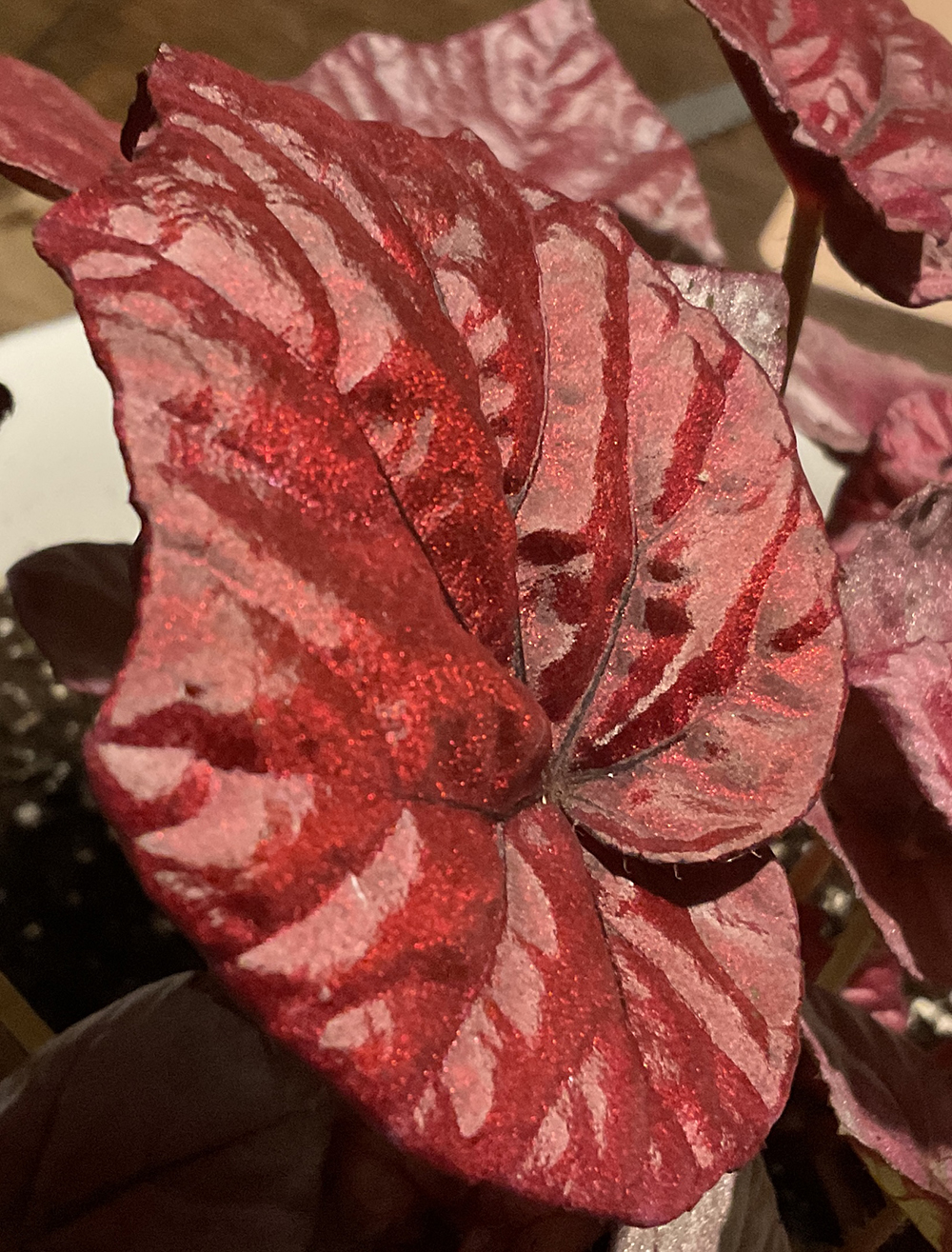 Royal Begonia Red Rex