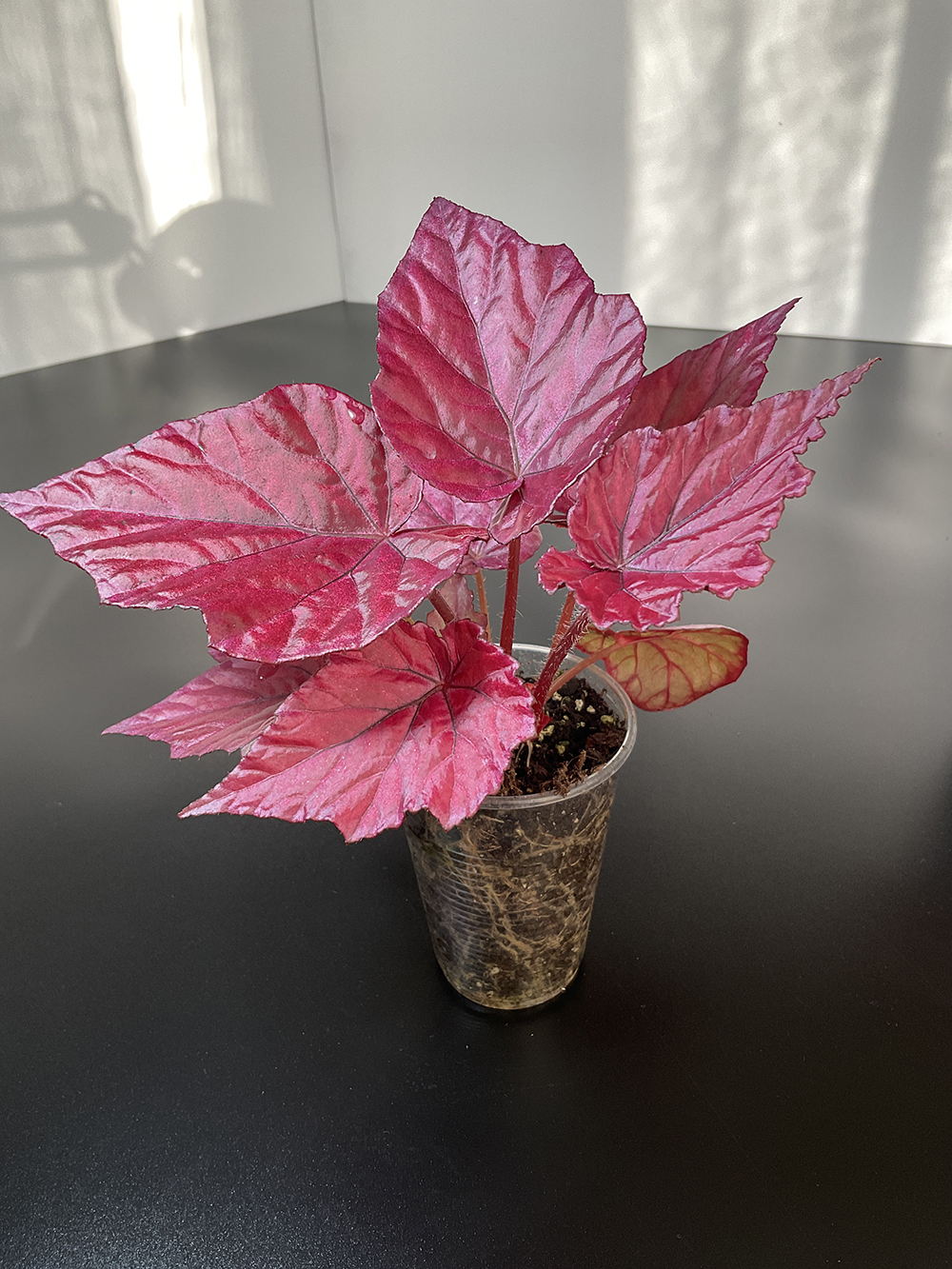 Royal Begonia Red Rex