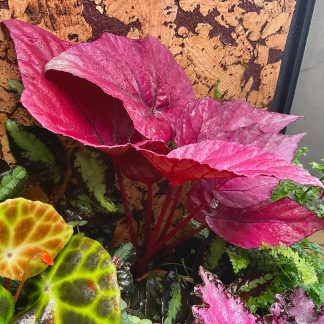 Royal Begonia Red Rex Zimmerpflanze mit bunten dekorativen Blättern
