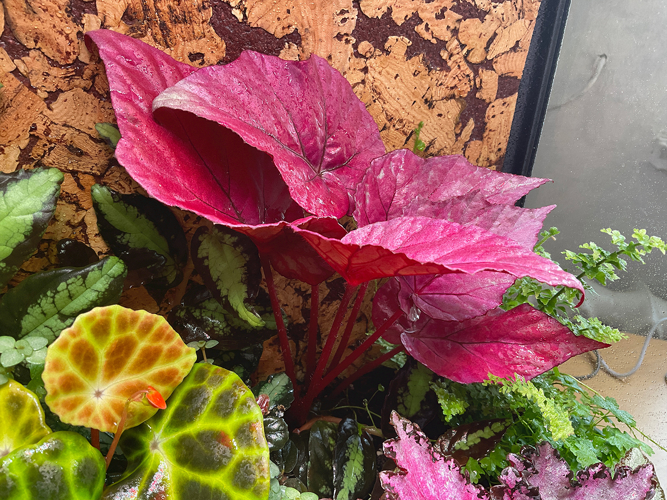 Royal Begonia Red Rex Zimmerpflanze mit bunten dekorativen Blättern