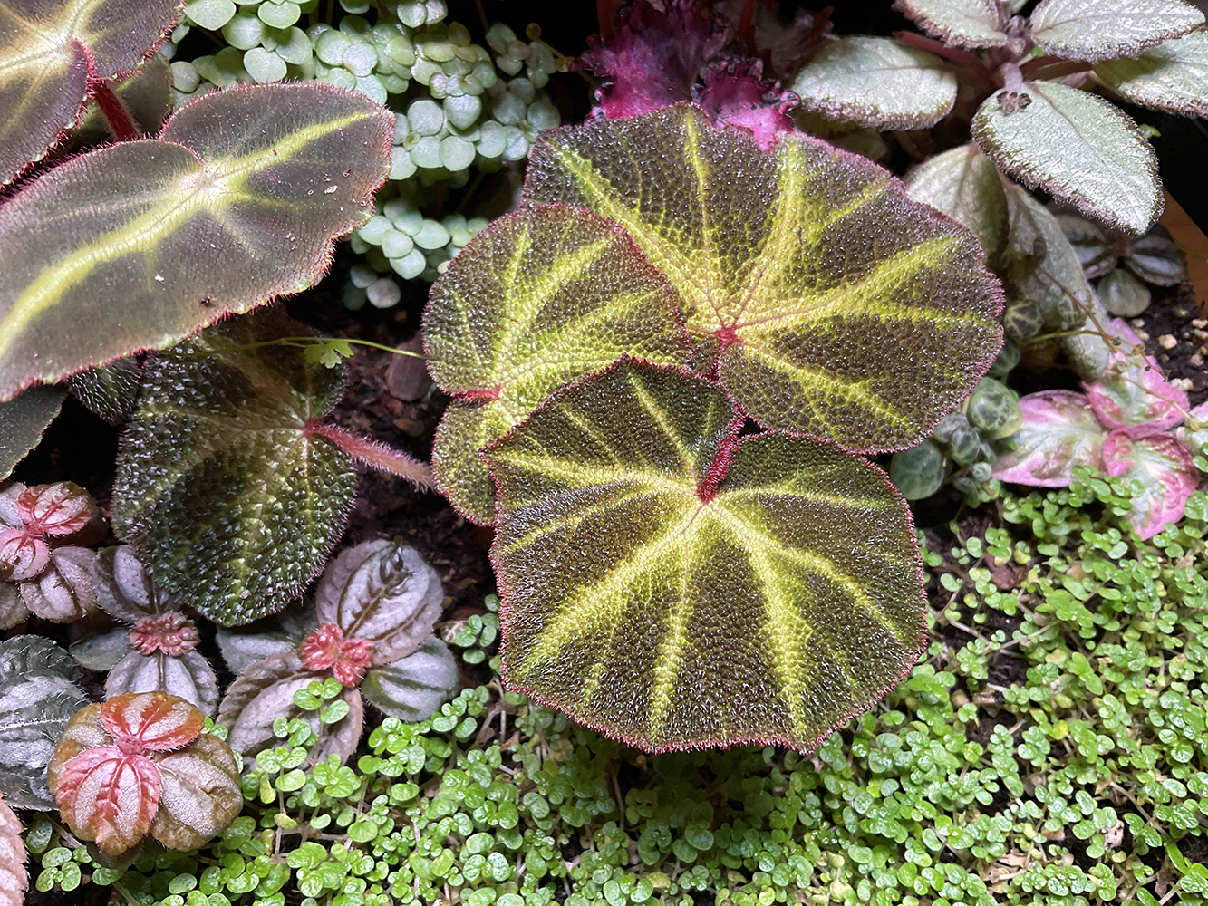Begonia Soli Mutata