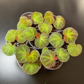 Begonia Soli Mutata strukturierte tropische Begonie