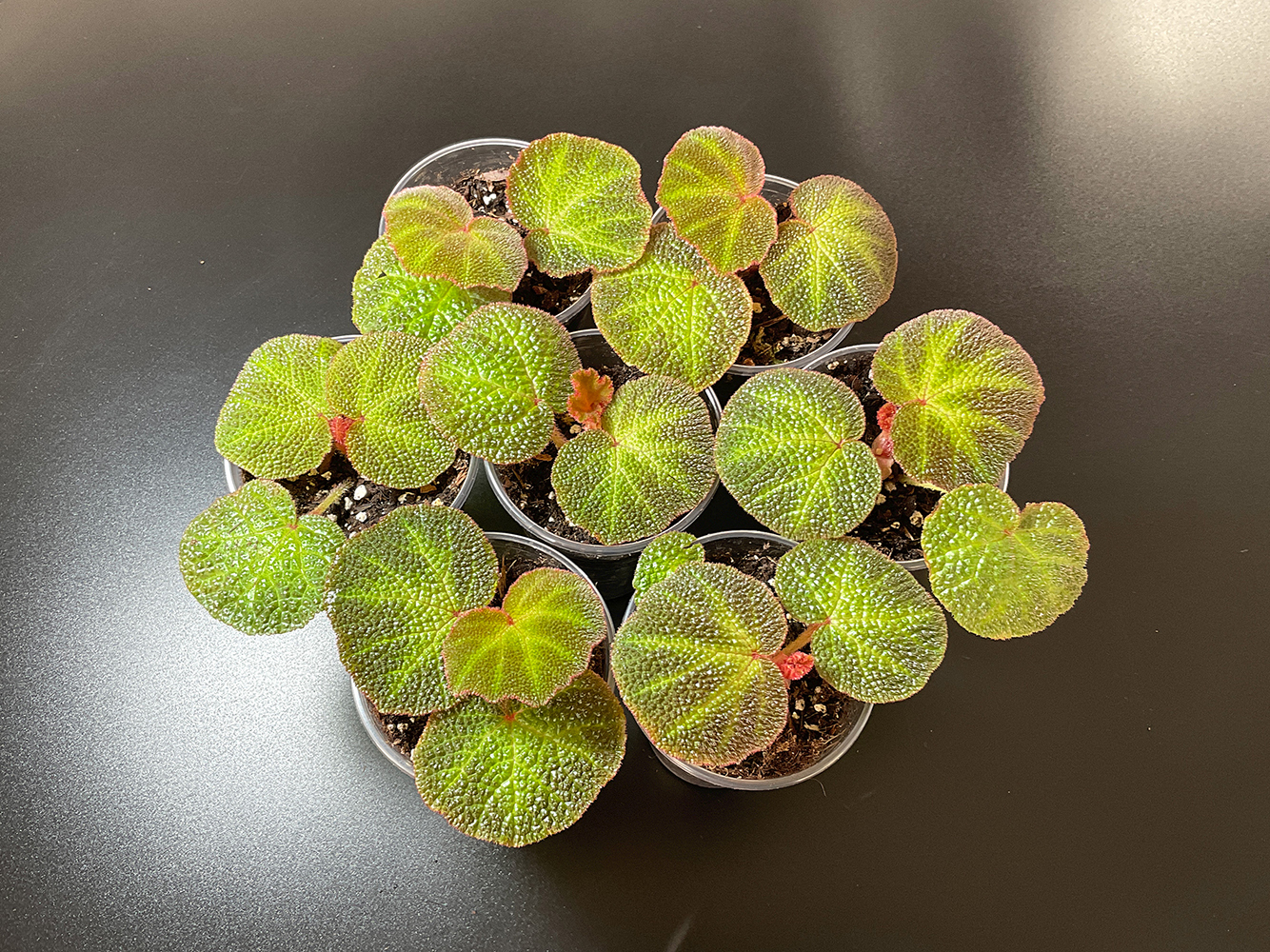 Begonia Soli Mutata strukturierte tropische Begonie