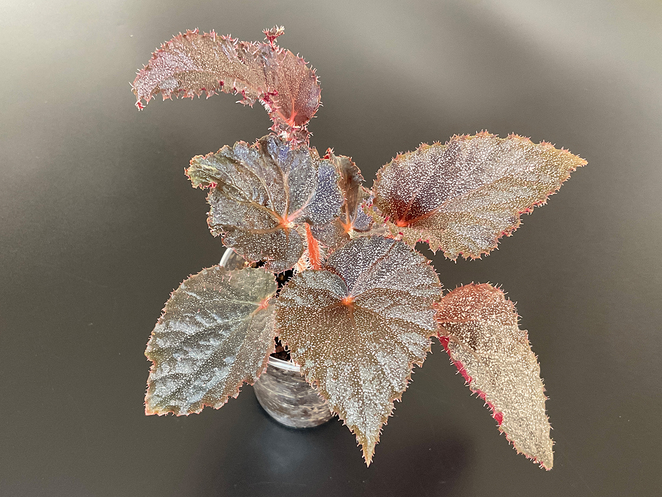 Begonia Taconite
