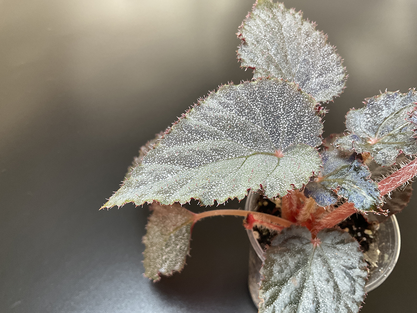 Begonia Taconite