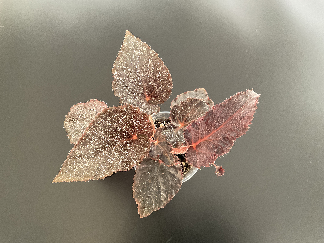 Begonia Taconite