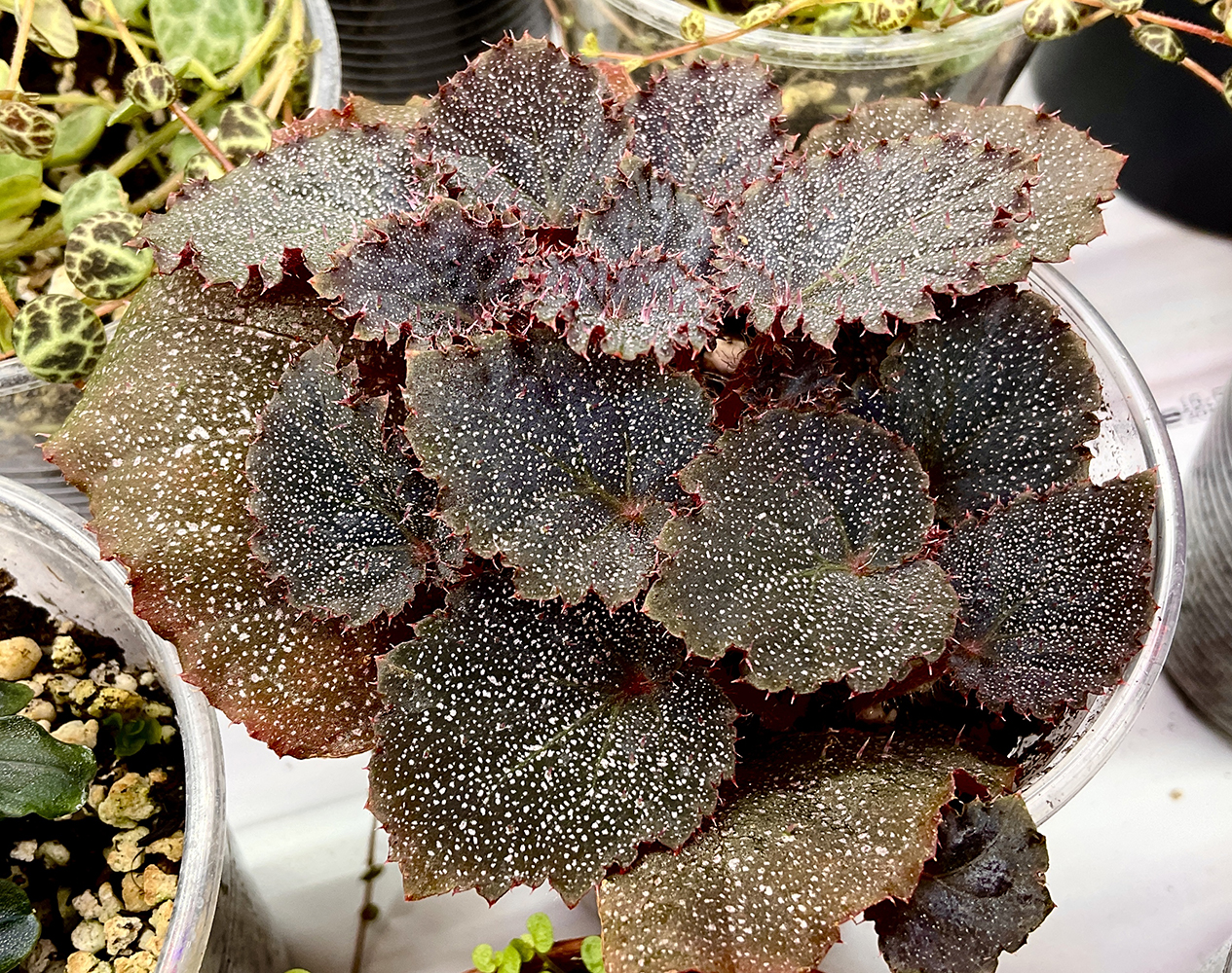Begonia Taconite