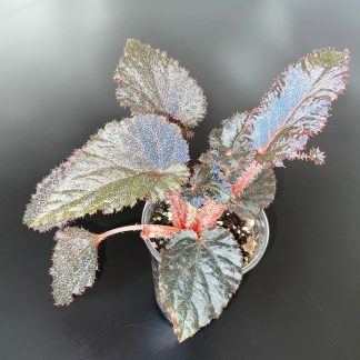 Begonia Taconite farbige Terrariumpflanze mit dekorativen Blättern