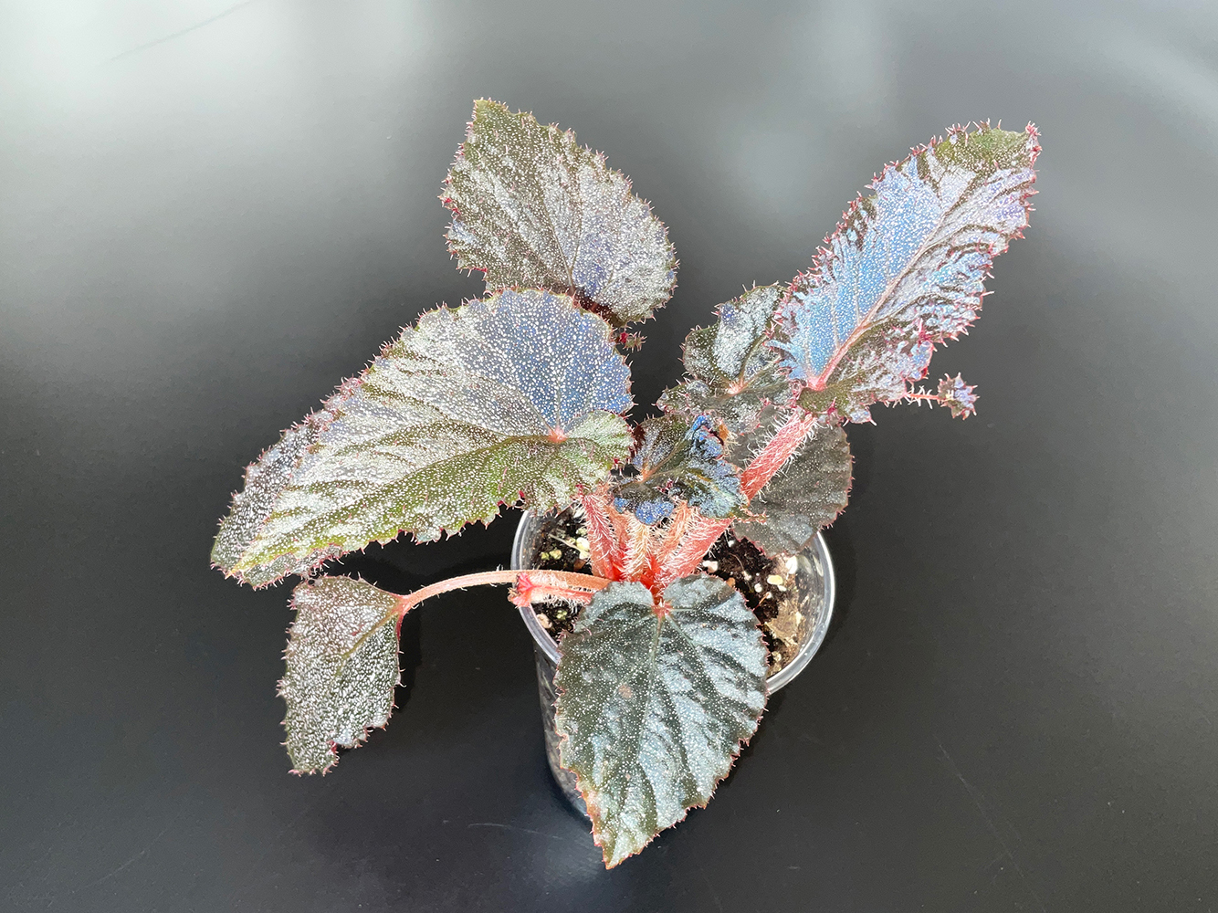 Begonia Taconite farbige Terrariumpflanze mit dekorativen Blättern