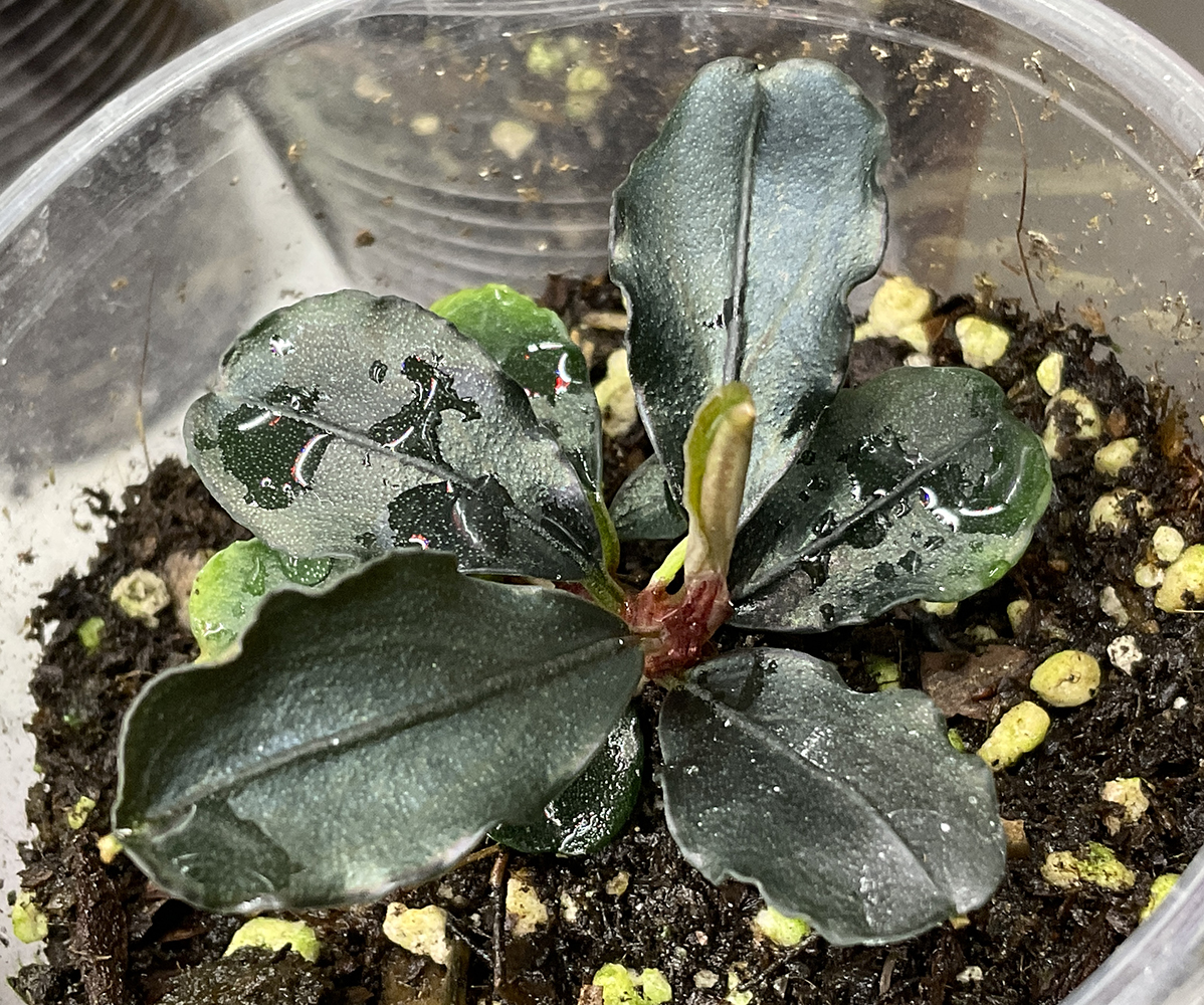 Bucephalandra Mini emersed