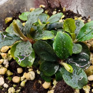 Bucephalandra Mini emersed Pflanze für Paludarium