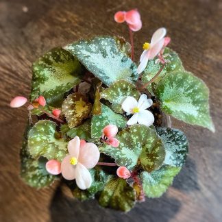 Begonia U074 im 200 ml Topf – kompakte Bodendecker Begonie