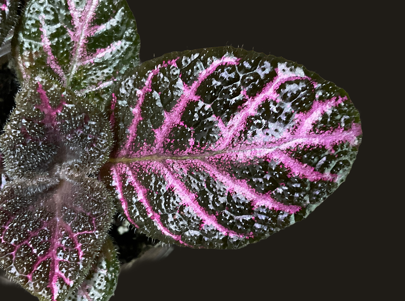 Episcia Acajou