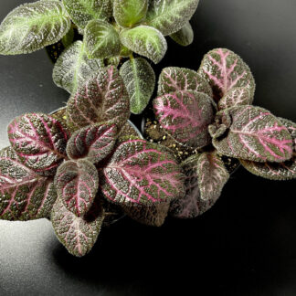 Episcia Acajou mit rötlich schimmernden Blättern und kriechendem Wuchs