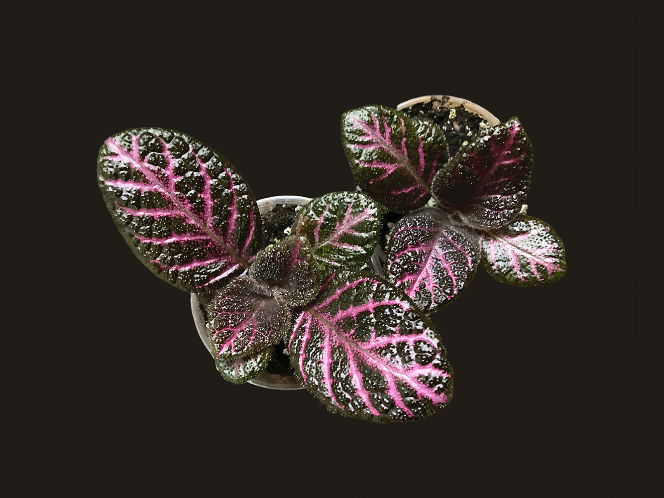 Episcia Acajou mit rötlich schimmernden Blättern und kriechendem Wuchs