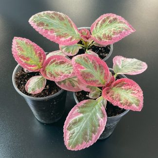 Episcia Pink Brocade seltene Terrariumpflanze mit pinkem Laub