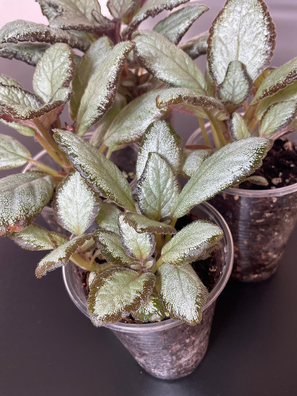 Episcia Silver Skies