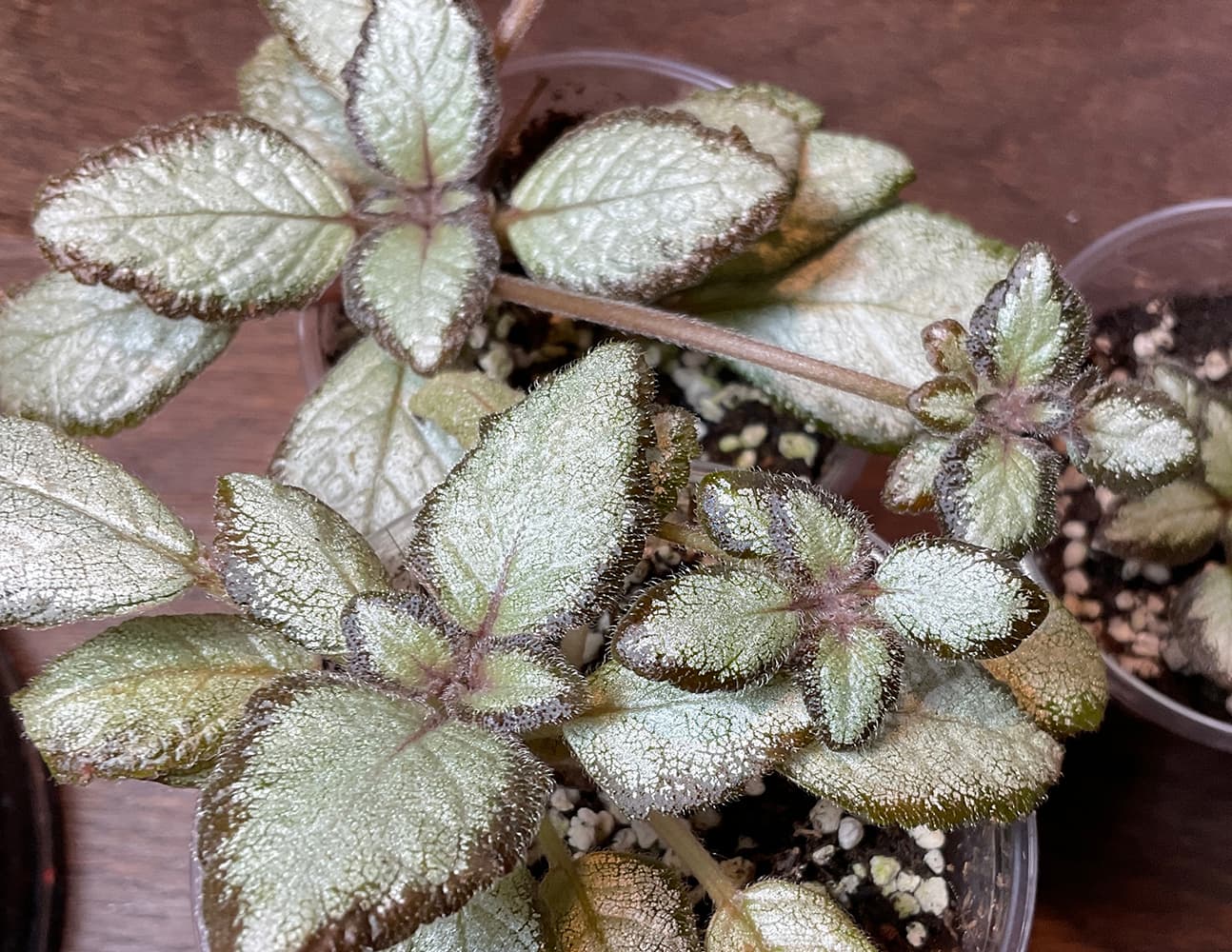 Episcia Silver Skies