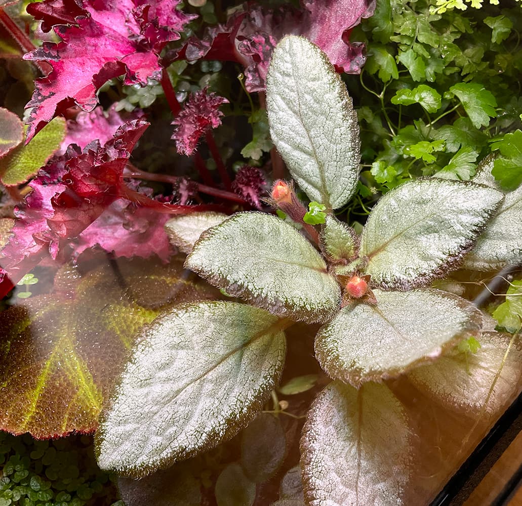 Episcia Silver Skies