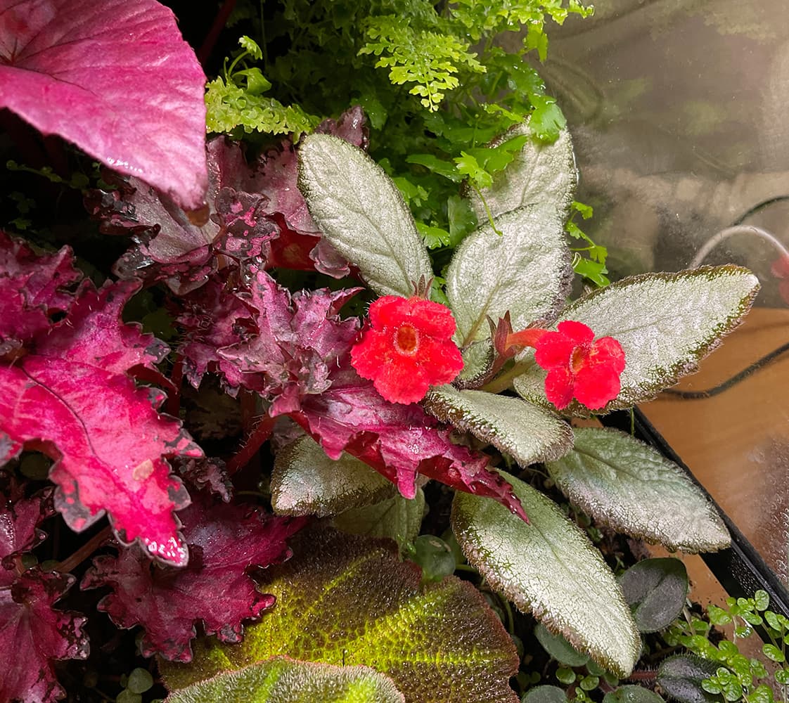 Episcia Silver Skies