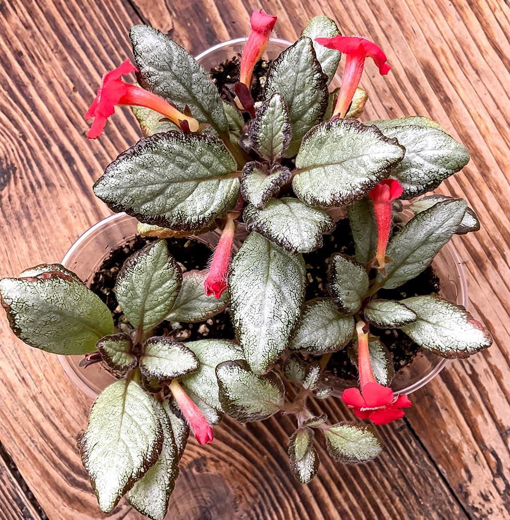 Episcia Silver Skies