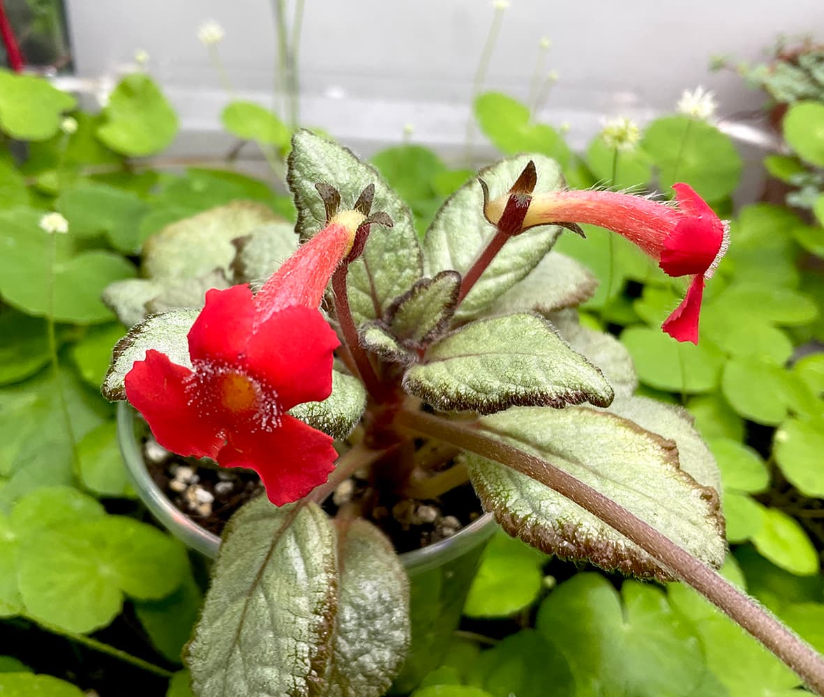 Episcia Silver Skies