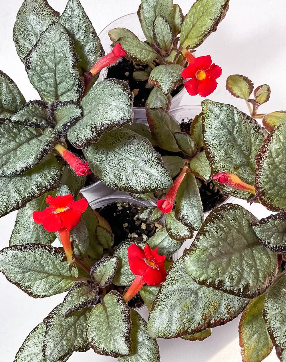 Episcia Silver Skies