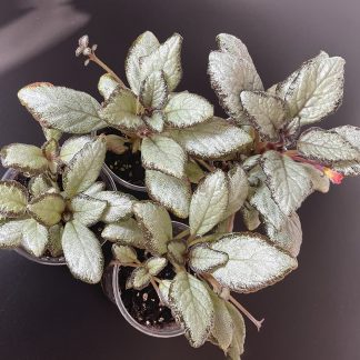 Episcia Silver Skies im 200 ml Topf mit silbrig schimmernden Blättern
