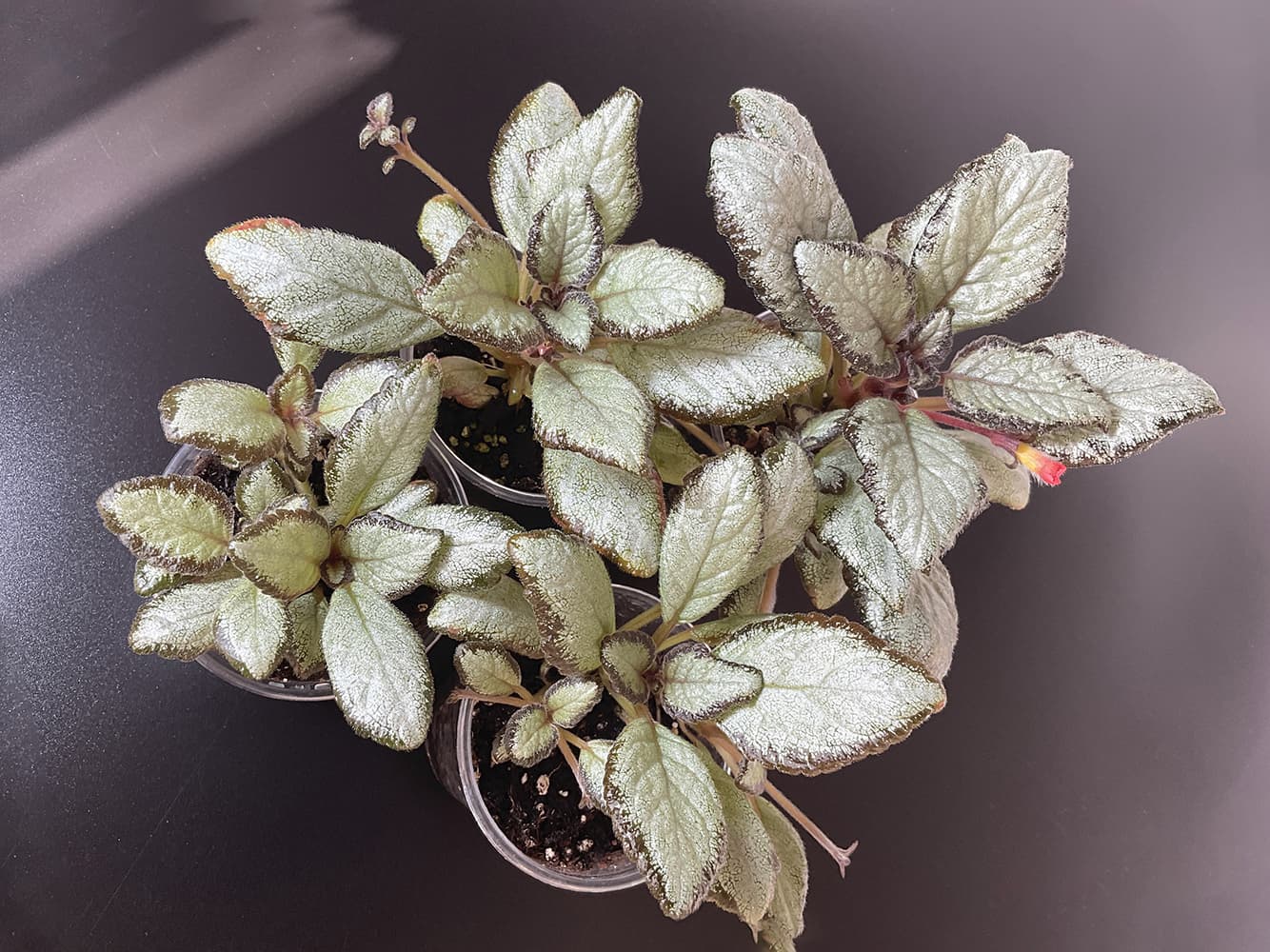 Episcia Silver Skies im 200 ml Topf mit silbrig schimmernden Blättern