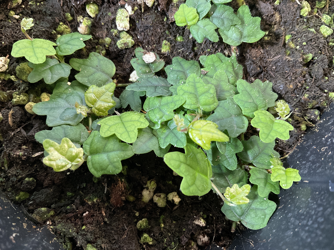 Ficus quercifolia ist eine Miniatur-Kletterfeige mit sehr kleinen