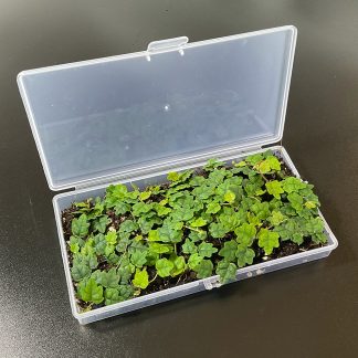 Ficus quercifolia Mini Kletterfeige als Bodendecker im Terrarium