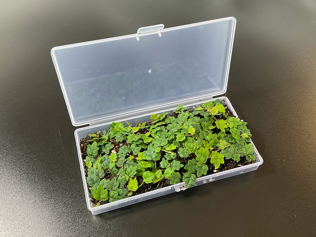 Ficus quercifolia Mini Kletterfeige als Bodendecker im Terrarium
