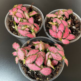 Fittonia Mini Pink Terrariumpflanze mit pinken Blattadern