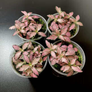 Fittonia Mini Pink Terrariumpflanze mit pinken Blattadern