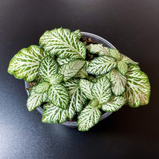 Fittonia White Tiger Terrariumpflanze mit weißen Blattadern