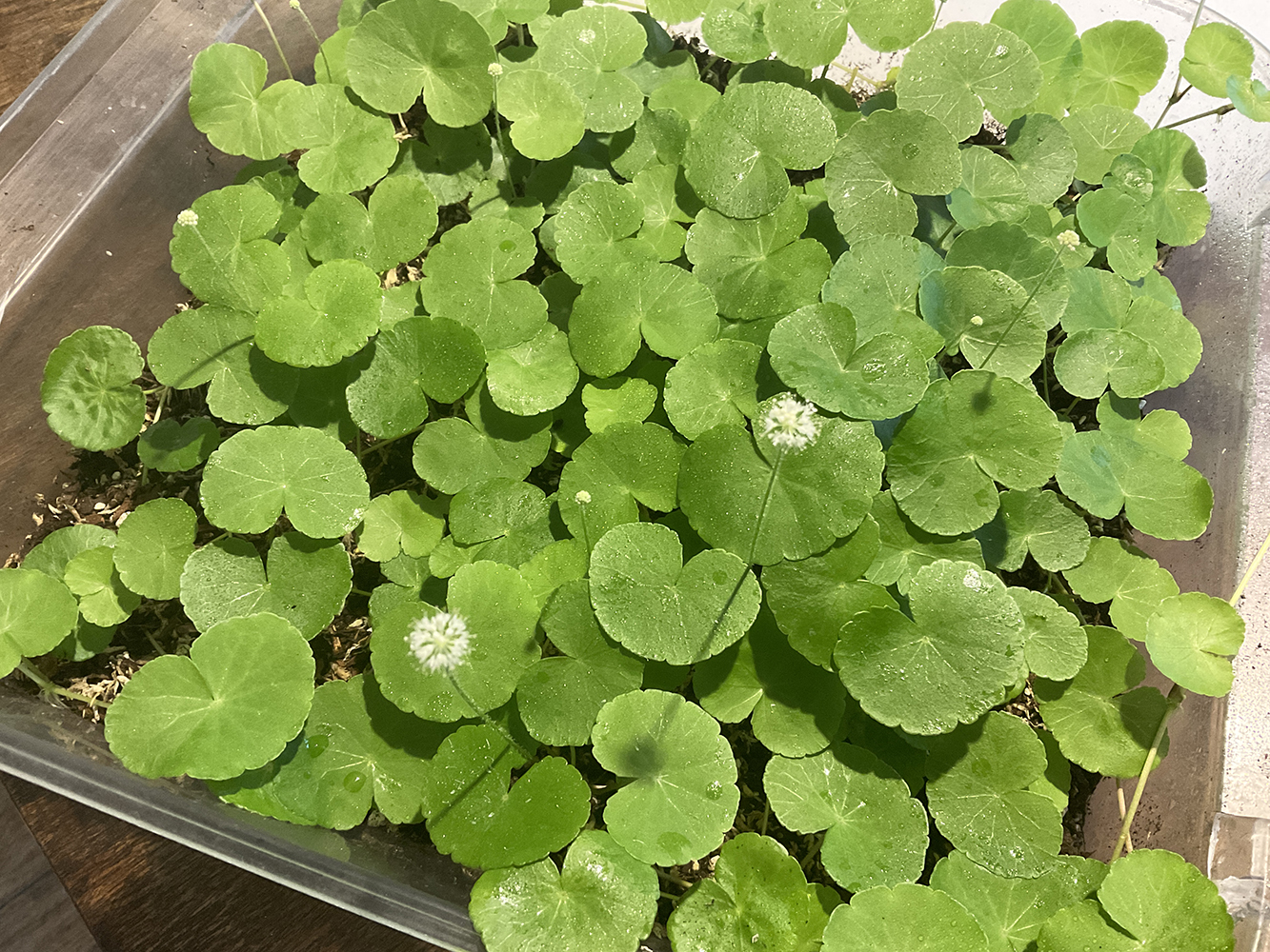 Hydrocotyle leucocephala