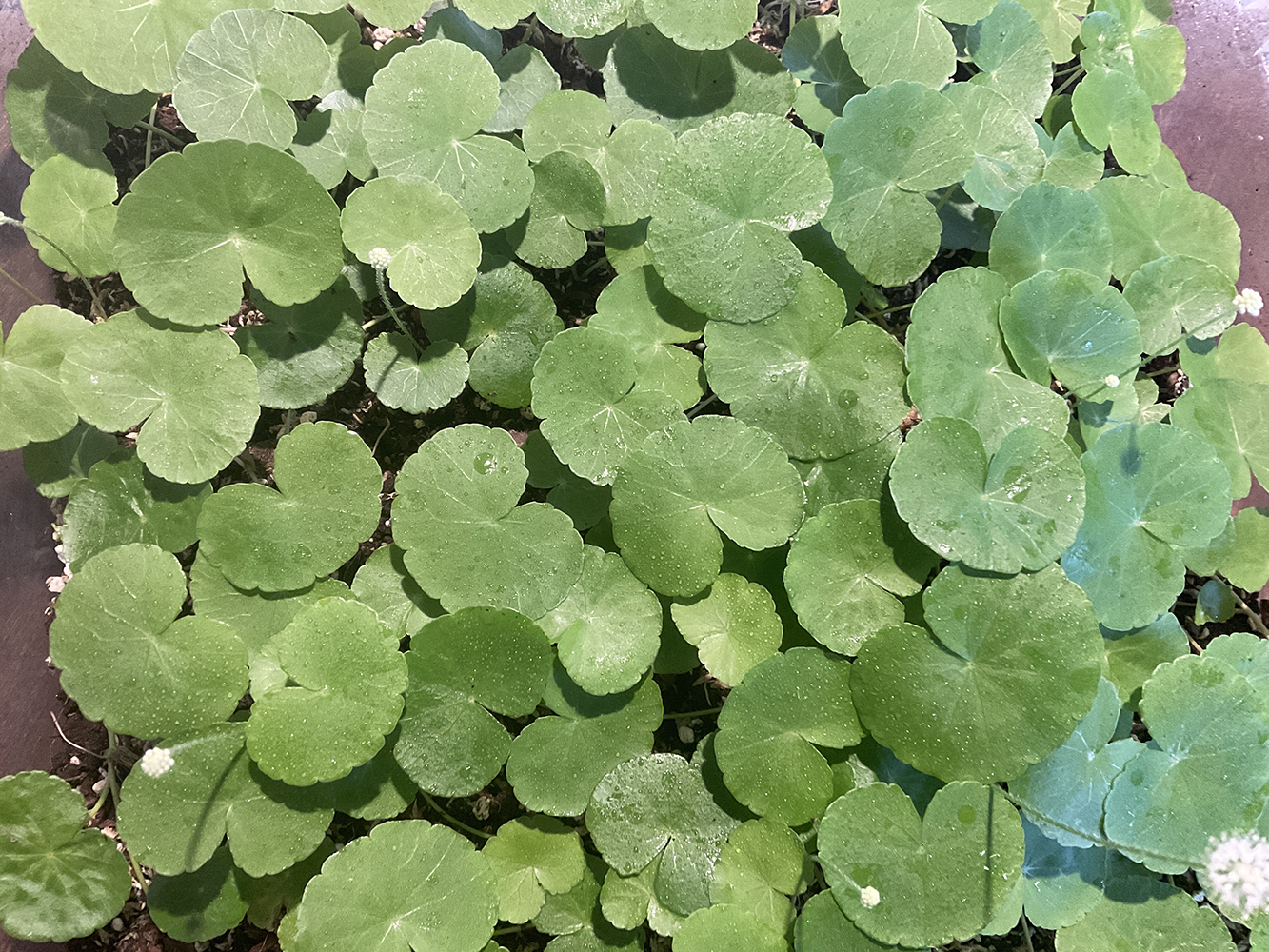 Hydrocotyle leucocephala