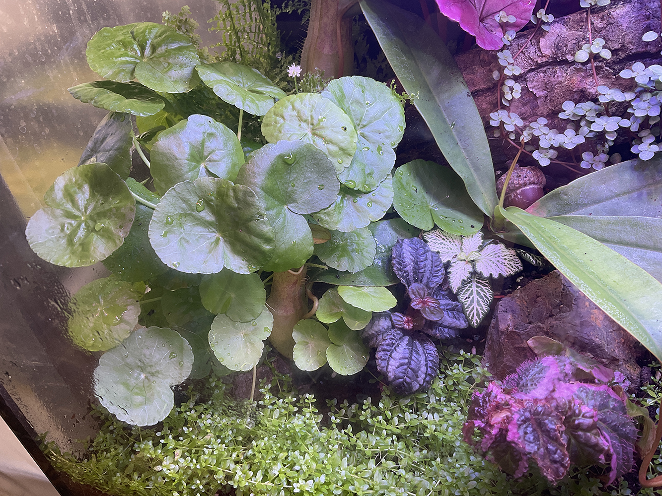 Hydrocotyle leucocephala