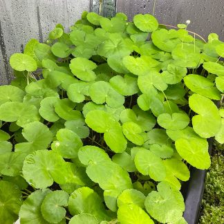 Hydrocotyle leucocephala tropische Terrariumpflanze mit runden Blättern