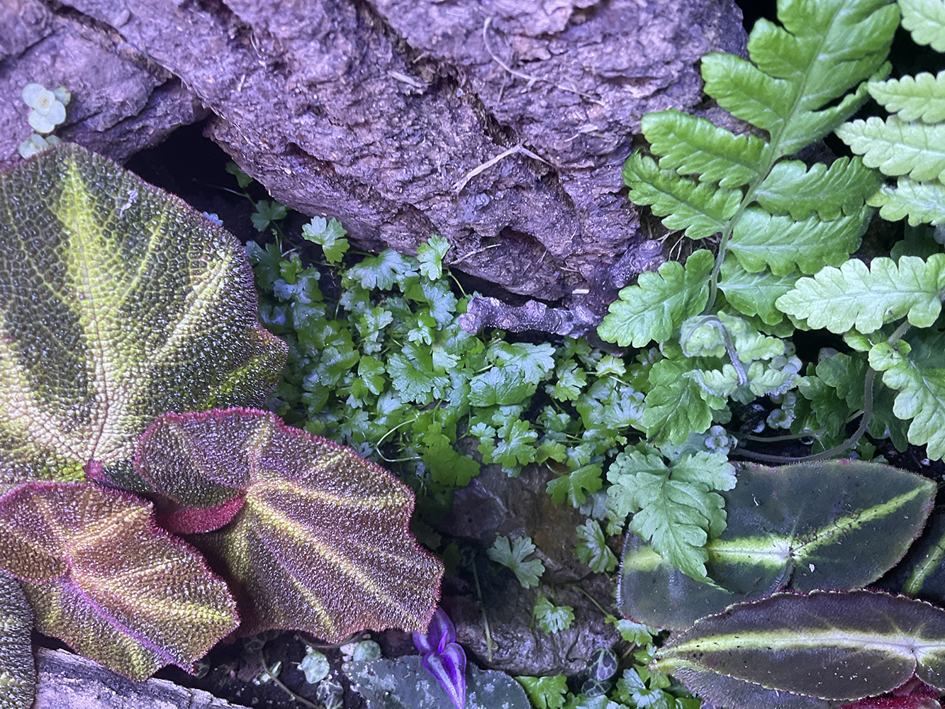 Hydrocotyle tripartita