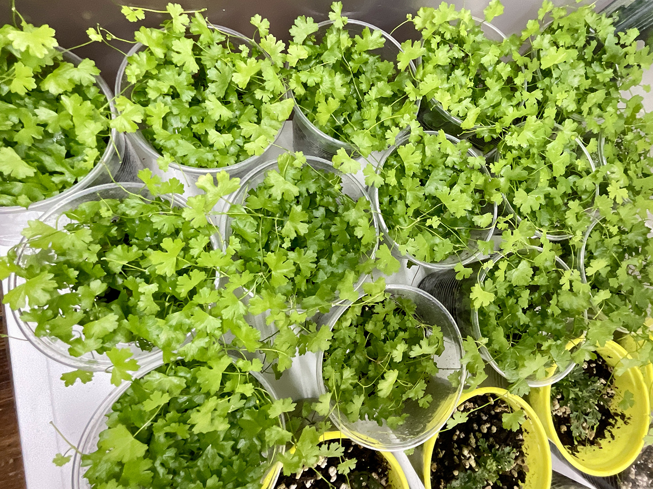 Hydrocotyle tripartita