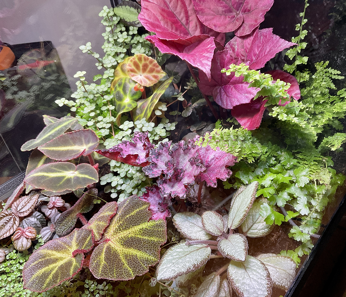 Hydrocotyle tripartita