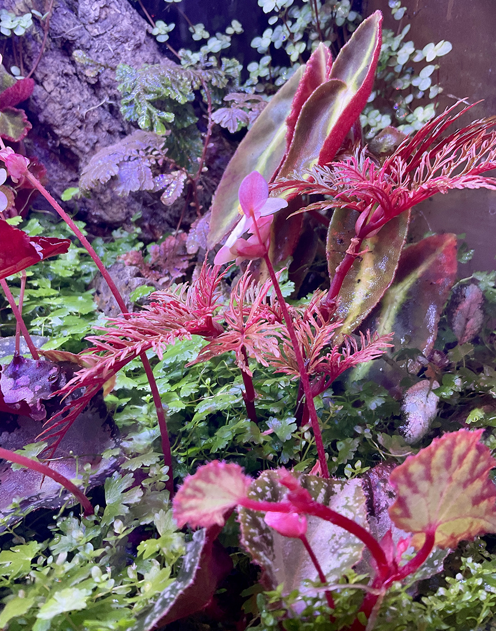 Hydrocotyle tripartita