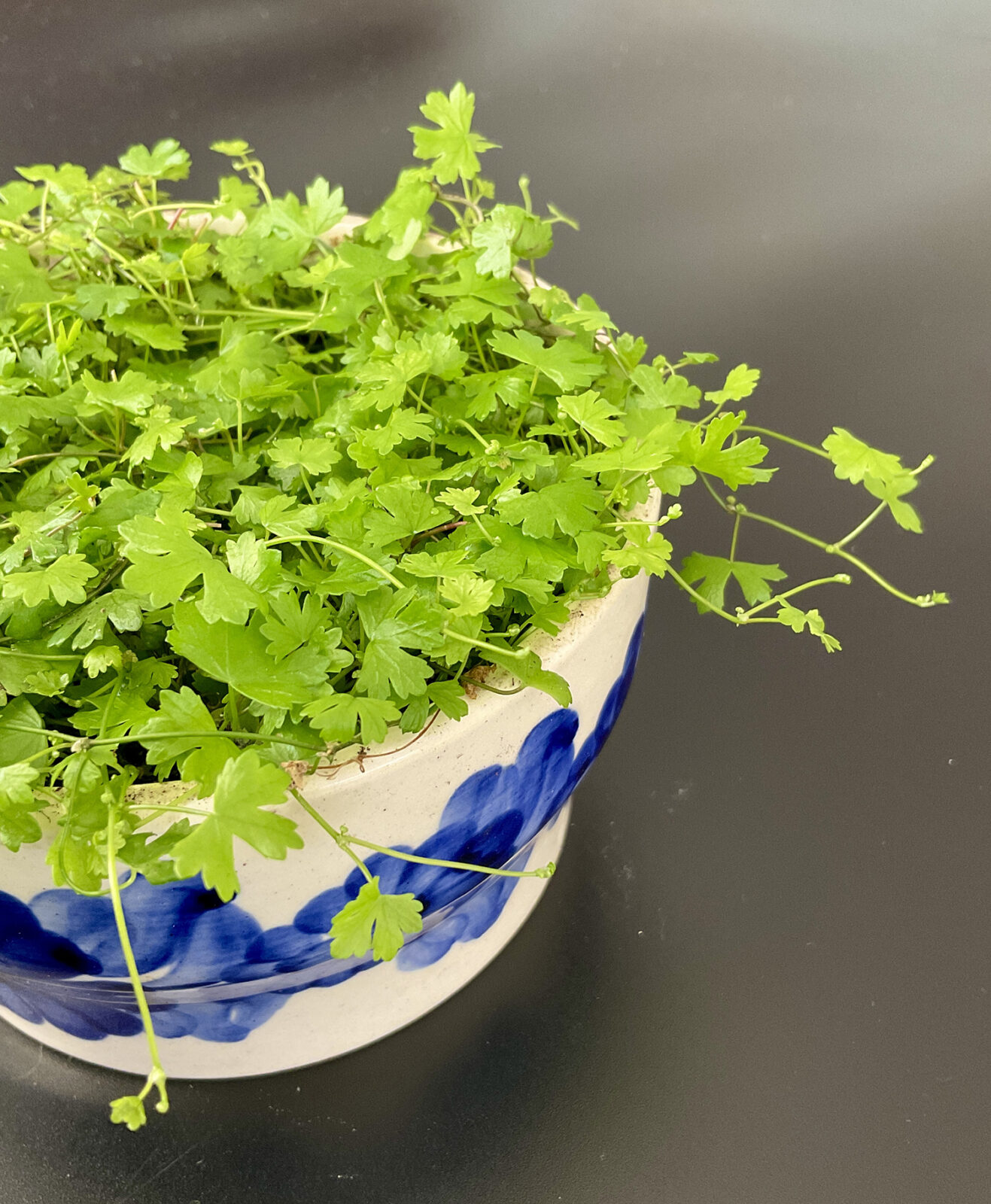 Hydrocotyle tripartita
