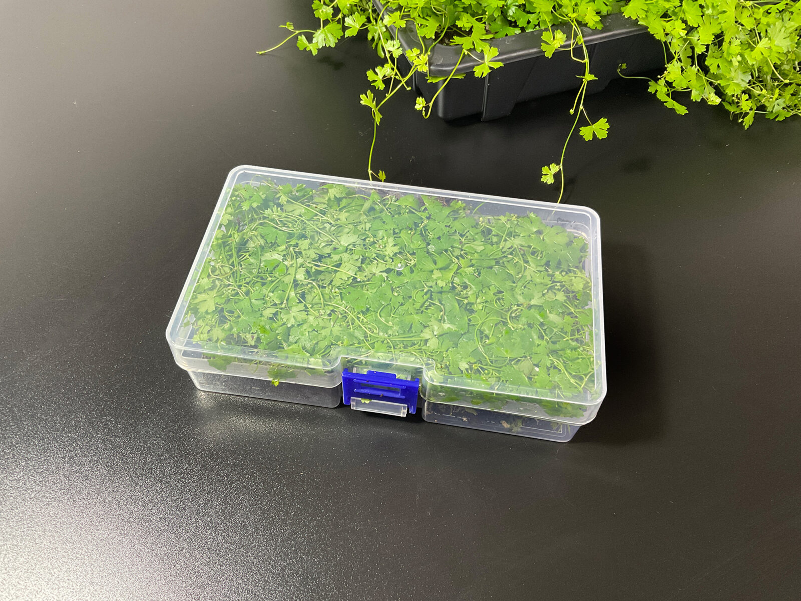 Hydrocotyle tripartita – Mini Wassernabel – Bild 9