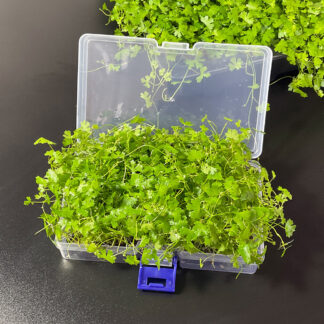 Hydrocotyle tripartita Terrariumpflanze mit kleinen dreilappigen Blättern