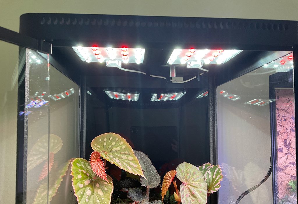 LED-Pflanzenlampen über einem Terrarium – künstliche Beleuchtung für tropische Pflanzen