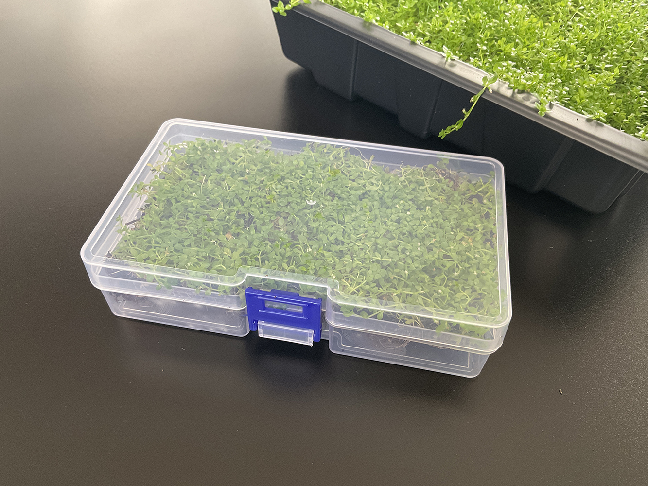 Micranthemum micranthemoides