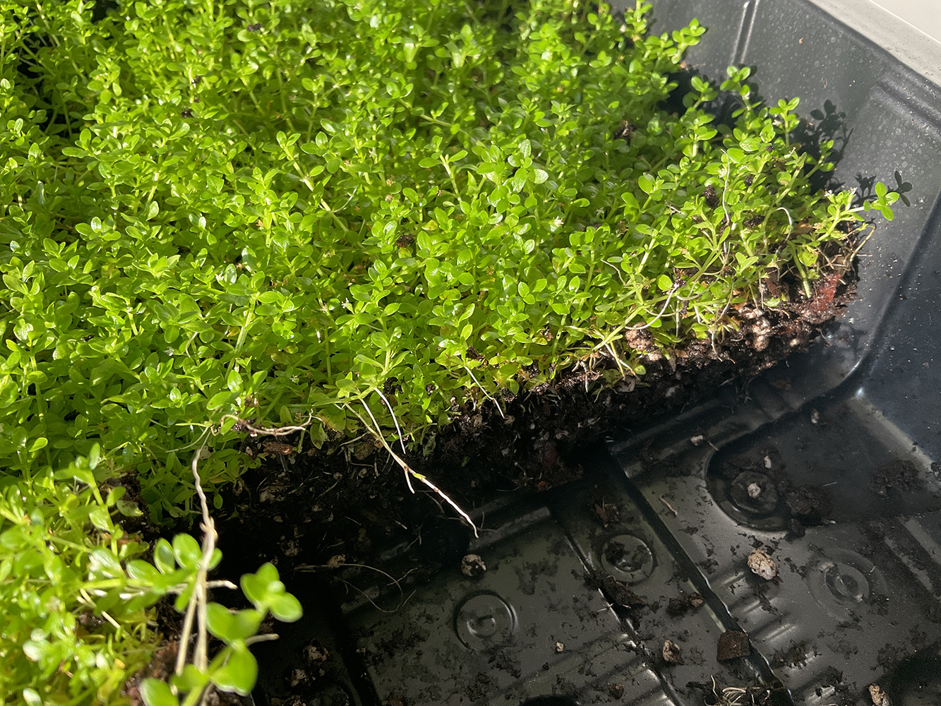 Micranthemum micranthemoides