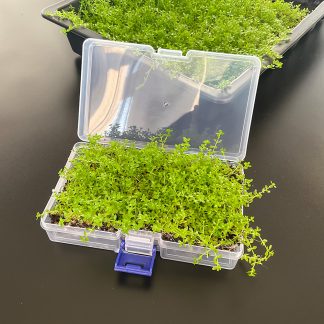 Micranthemum micranthemoides – Perlkraut